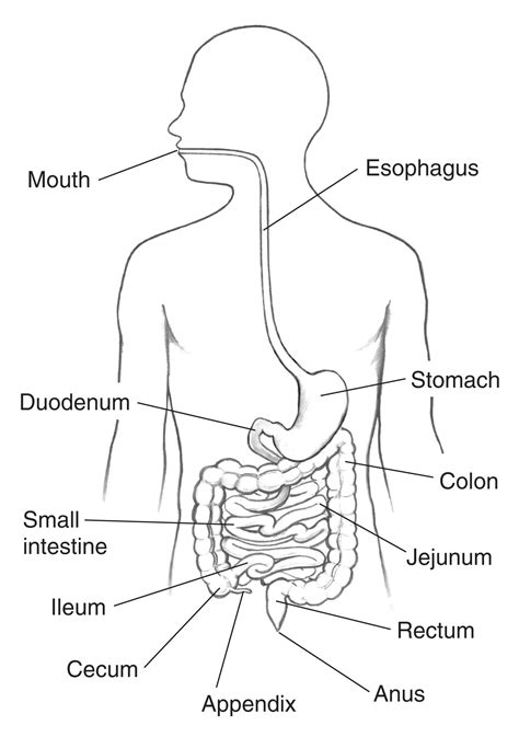 Gastrointestinal Tract With Labels Point To Esophagus Mouth Duodenum