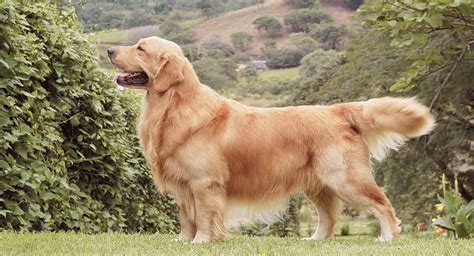 At What Age Is A Golden Retriever Full Grown