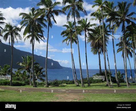 View Through Coconut Palms Of The Pali Sea Cliffs From The Bay View