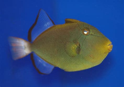 Pink Tail Triggerfish