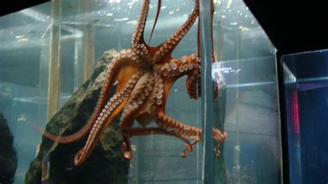 Kelly Tarltons Sea Life Aquarium Aquarium In Auckland Thousand Wonders