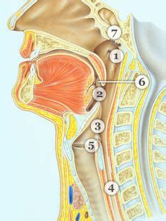 Human neck anatomy | anatomy of the neck, throat anatomy. 29 Best ENT ears nose throat images | Ear anatomy, Throat ...