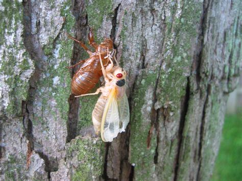 Cicada Central Why These Noisy Insects Are Important Great Parks Of