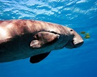 Dugong Fakten - Tiere des Ozeans - WorldAtlas
