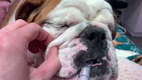 How Do I Keep My Bulldogs Wrinkles Clean