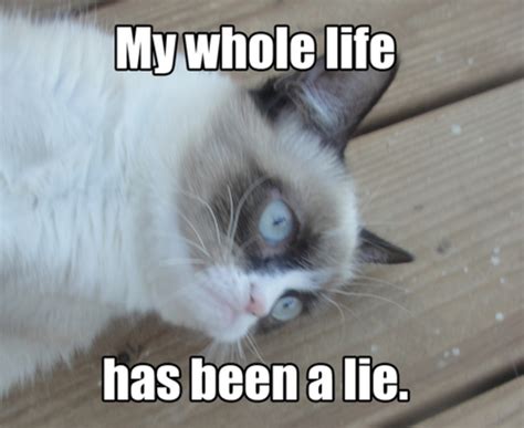 My Whole Life Has Been A Lie Grumpy Cat Know Your Meme