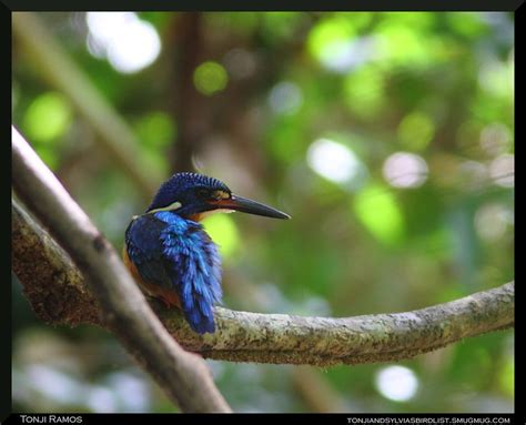 Blue Eared Kingfisher Tonjiandsylviasbirdlist