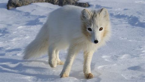 Science News Arctic Fox Covers Distance Of 3500 Kms From Norway To