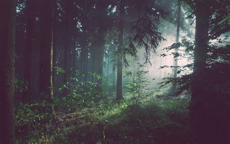 Download Wallpaper 3840x2400 Forest Trees Fog 4k Ultra Hd 1610 Hd