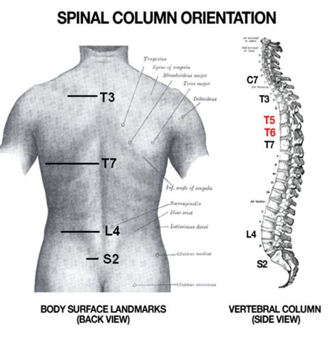 Average Dimensions Of The Human Back Anthropometry Biology Stack