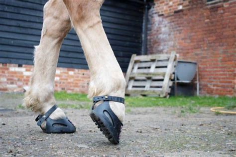 Using Hoof Boots Your Horse Farm