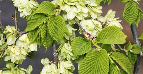 Ein mächtiger baum, der vom aussterben bedroht ist. Bergulme pflanzen und pflegen - Mein schöner Garten