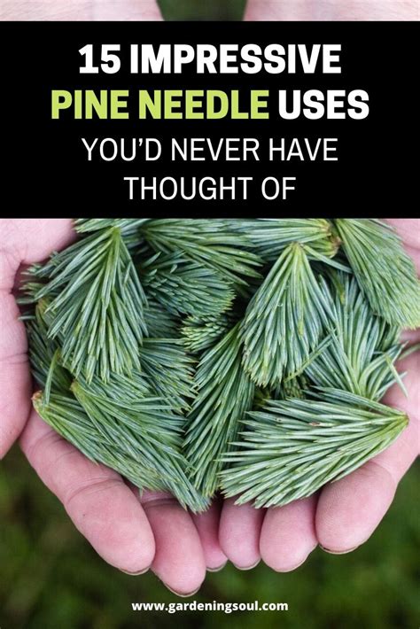 15 Impressive Pine Needle Uses Gardening Soul
