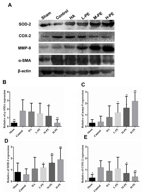 Expression Of Phosphorylated Sod 2 Cox 2 Mmp 9 And α Sma Proteins In