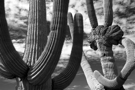 Dancing Cactus Cristate Saguaro Cactus Plants Saguaro Cactus