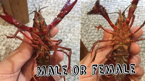 How To Tell The Gender Of Red Swamp Crayfish Youtube