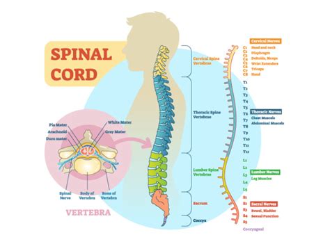 How The Spinal Cord Works Orthopedic And Sports Medicine