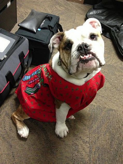 Share the best gifs now >>>. Pin on Bulldogs