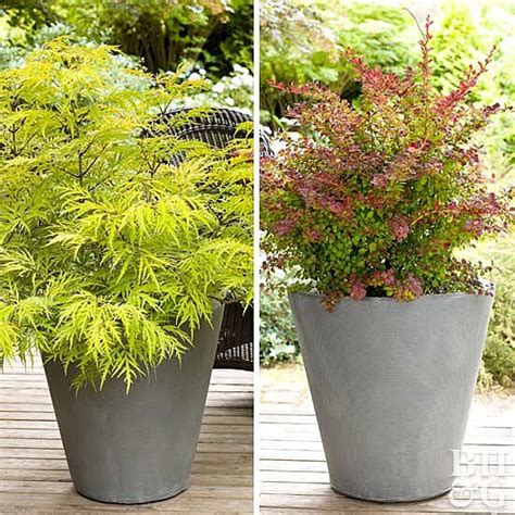 Best Shrubs For Containers Planting Shrubs Garden Shrubs Flowering