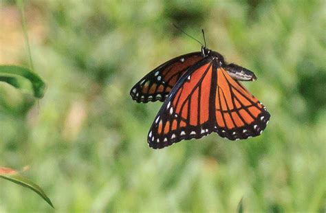 Monarch Butterfly In Flight 5 Photograph By Dennis Wells Fine Art America