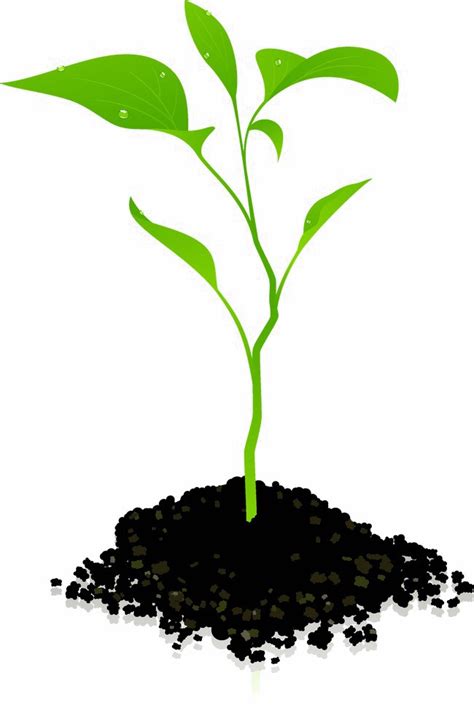Growing Plant Png Photos Png Svg Clip Art For Web Download Clip Art