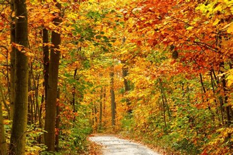 The 10 Best Places To Go For A Fall Foliage Road Trip Engaging Car