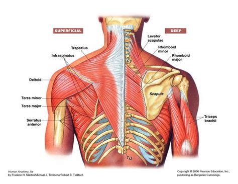 Your browsing activity is empty. Shoulder muscles | Shoulder anatomy, Shoulder muscles ...