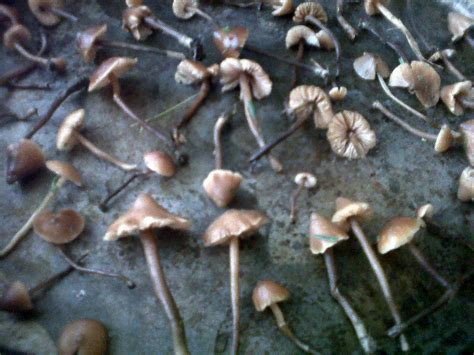 Psilocybe Azurescens Mushroom Hunting And Identification