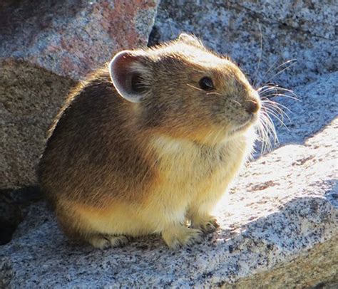 American Pika At Mount Rainier National Park Keeping An Eye On One Of