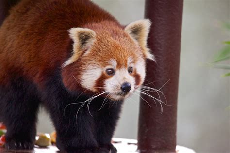 Red Panda Colchester Zoo Colchester Essex England Future Echoes