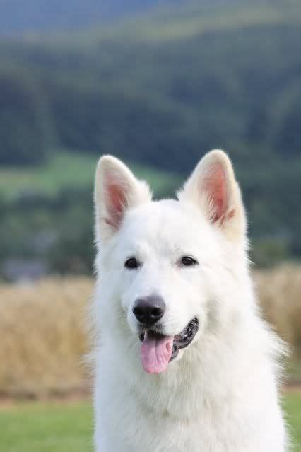 Best 8 White King Shepherd Images On Pinterest Animals And Pets