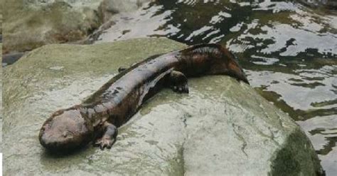 Salamander Worlds Biggest Amphibian Video Newly Discovered Giant