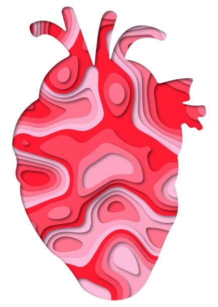 Best Real Human Heart Illustrations Royalty Free Vector