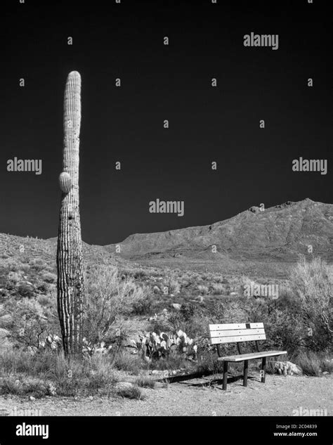 Carnegiea Gigantea Tucson Black And White Stock Photos And Images Alamy
