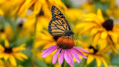 9 plants that will bring butterflies to your garden plants butterfly garden plants attract