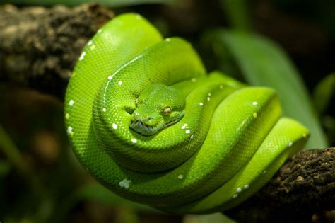 Green Tree Python Care Sheet Reptile Range