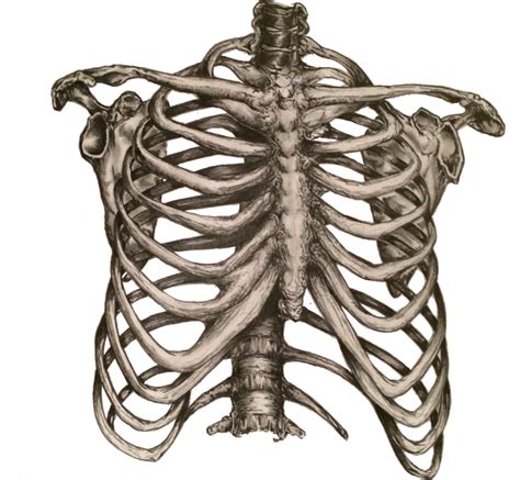 Human Clipart Ribcage Picture Human Clipart Ribcage