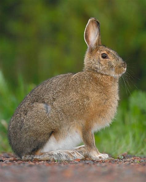 The Snowshoe Hare Changes Color From Brown To Snow White In Winter