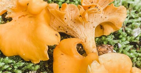 The Mountains Become Her Chanterelle Mushrooms Forged In North