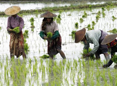Rice Farming Up To Twice As Bad For Climate Change As Previously