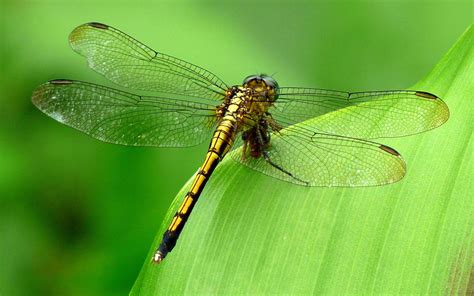 Dragonfly Wallpapers Hd Pixelstalknet