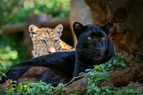 Looking for the best black leopard wallpaper? The why, what and where of the world's black leopards