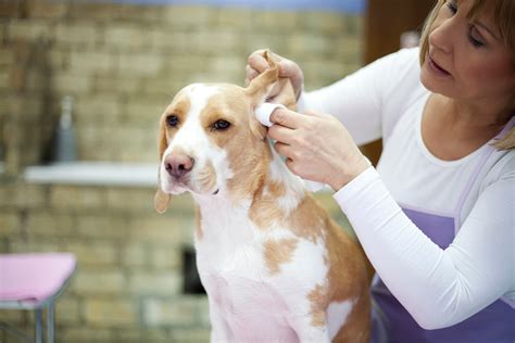 What Causes A Dogs Ears To Smell Learn Why And How To Clean Your Dog