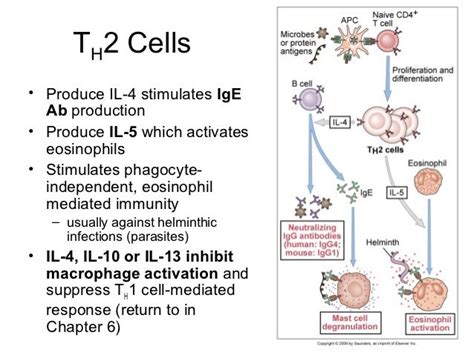 Immunology Chapter 9 Activation Of T Lymphocytes