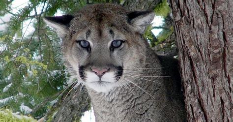 Oregons First Ever Fatal Cougar Attack Reported Near Mount Hood