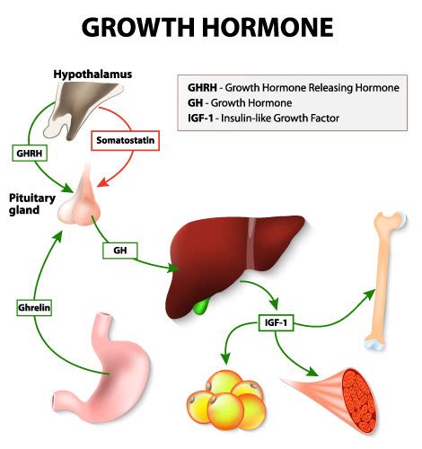 Understanding Human Growth Hormone Hgh And Its Uses Nexel Medical