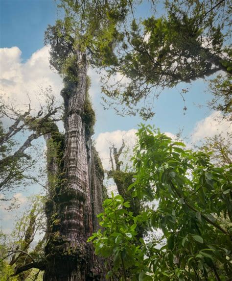 gran abuelo cet arbre découvert au chili est vieux de 5000 ans