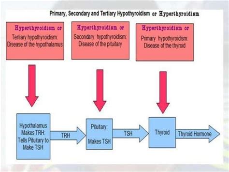 Hyperthyroidism Part 1 By Dr Bashir Associate Professor Medicine Sopo