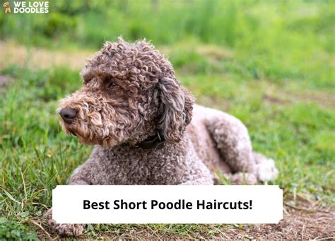 7 Best Short Poodle Haircuts With Pictures 2023 We Love Doodles