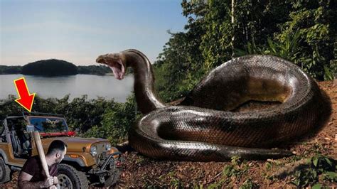 7 Real Titanoboa Snake Sightings Ever Found Snake Garter Snake